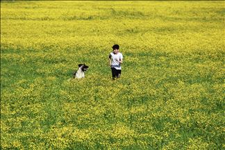 Butter flowers in Turkey's Tunceli
