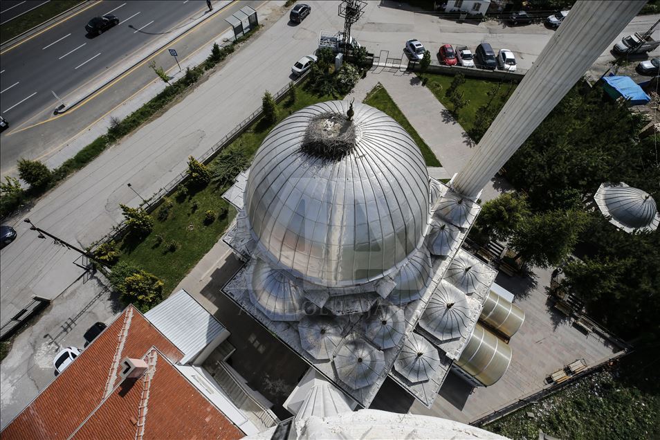19 yıldır aynı caminin kubbesine yuva yapıyorlar