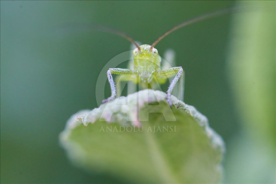 تصاویر زیبا از تغذیه حشرات