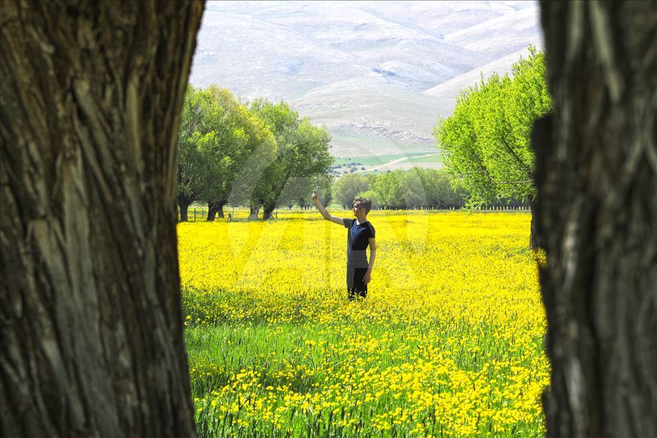 Полевые цветы окрасили пейзажи Оваджика в желтый цвет