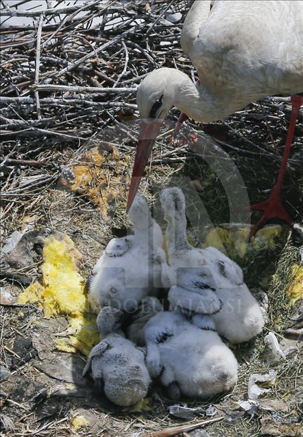 19 yıldır aynı caminin kubbesine yuva yapıyorlar