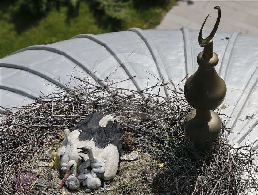 19 yıldır aynı caminin kubbesine yuva yapıyorlar