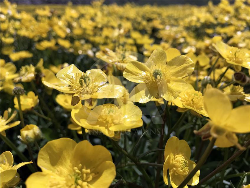 Полевые цветы окрасили пейзажи Оваджика в желтый цвет