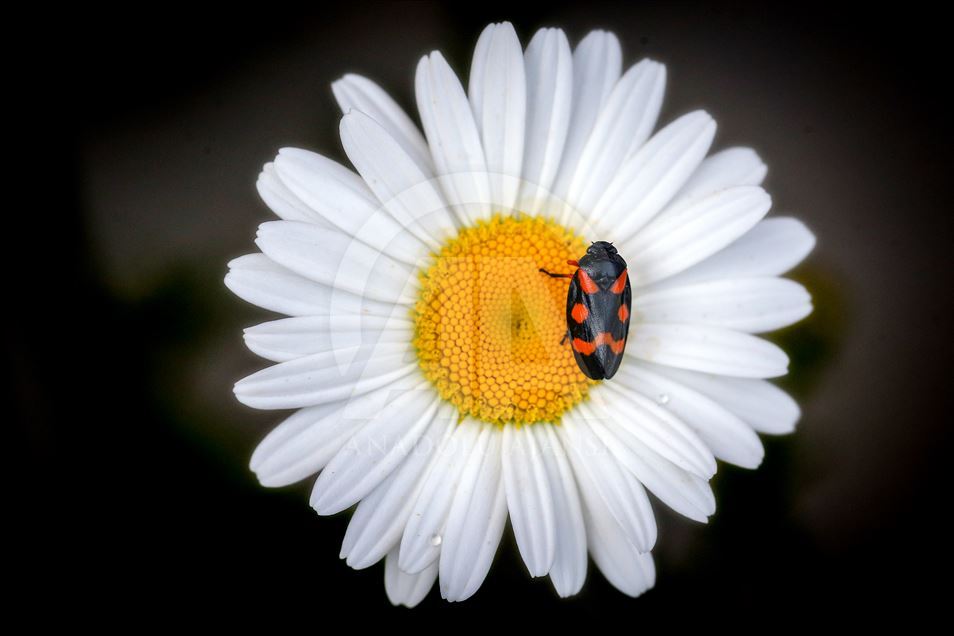 تصاویر زیبا از تغذیه حشرات