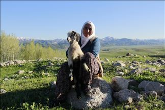 Ovacık'ta oğlaklar merayla buluştu