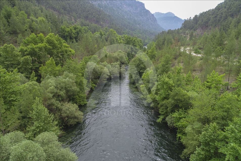 جنگل درختان عنبرسائل در ترکیه