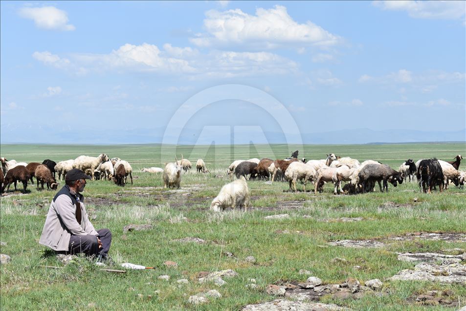 Çobanların ramazanda zorlu mesaisi

