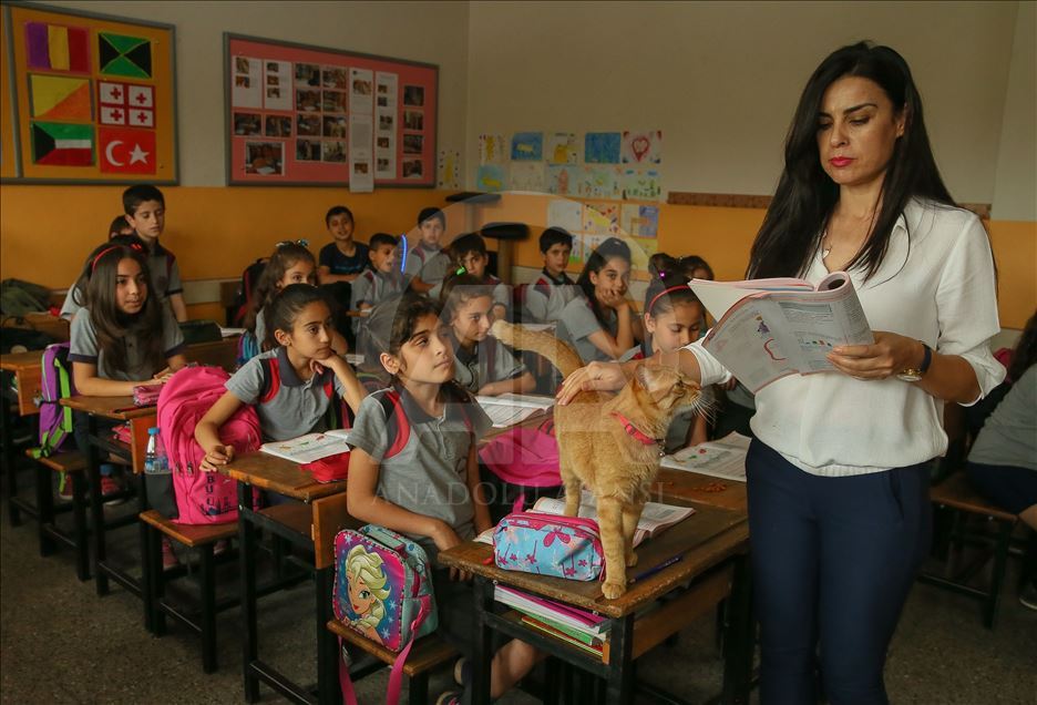Sad farewell to the classroom cat "Tombi"