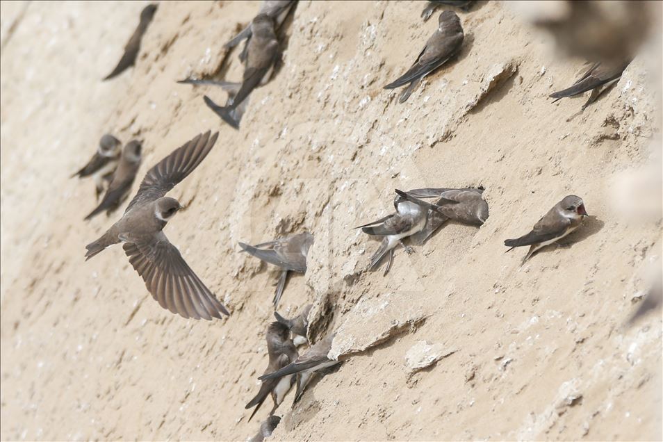 Les dunes de sable deviennent des nids pour les passereaux