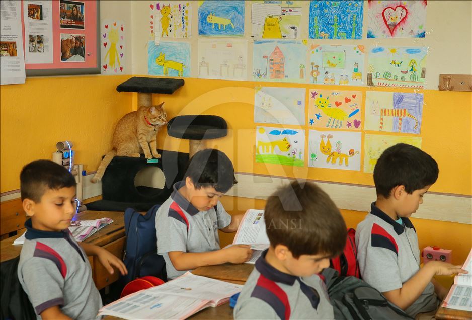 Sad farewell to the classroom cat "Tombi"