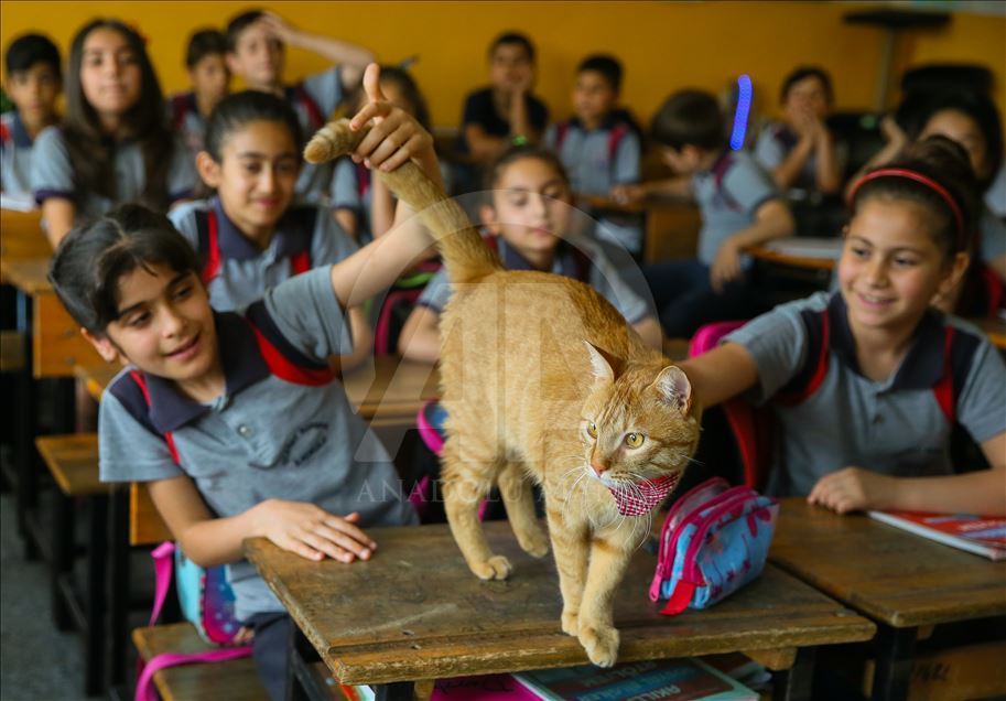 Sad farewell to the classroom cat "Tombi"