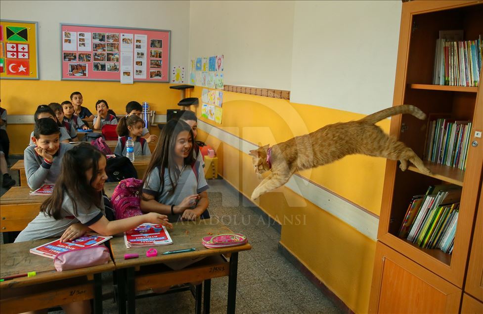 Sad farewell to the classroom cat "Tombi"