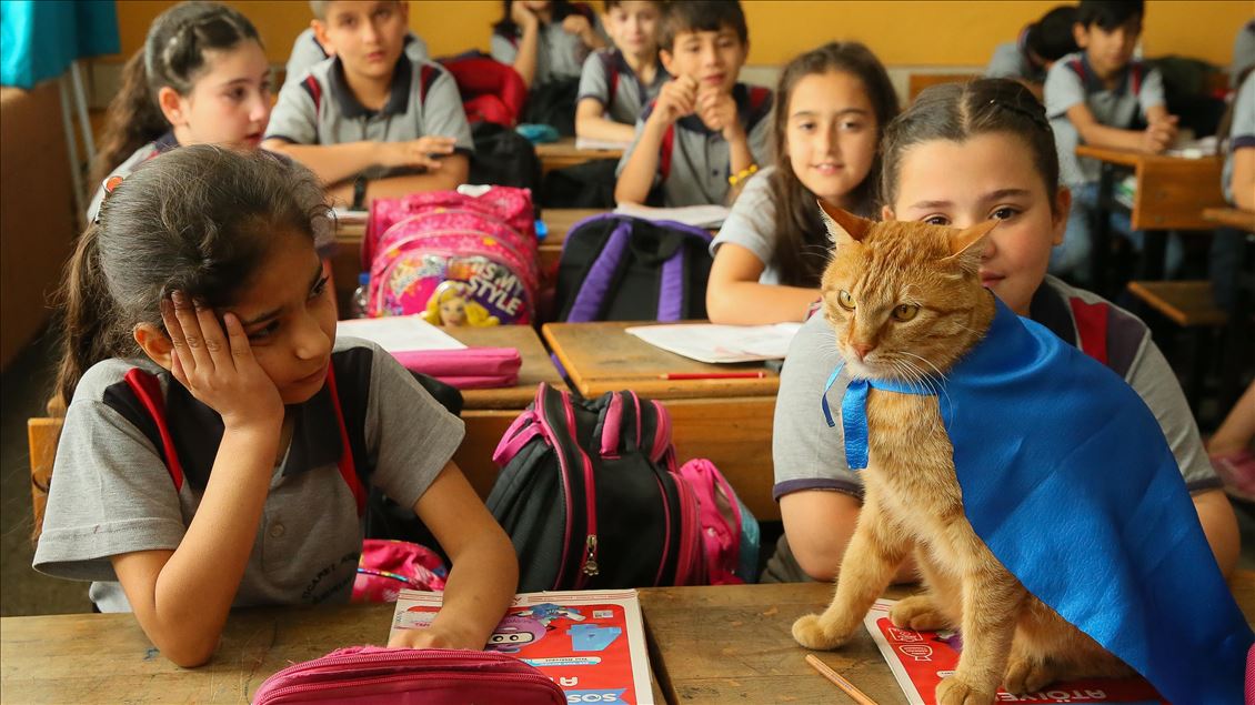 Sad farewell to the classroom cat "Tombi"