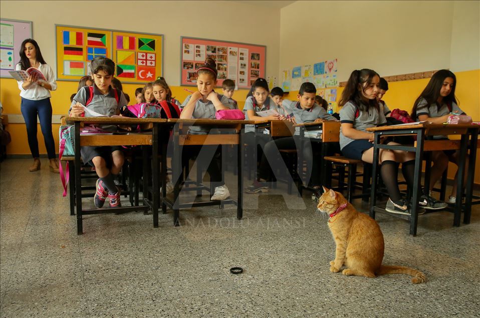 Sad farewell to the classroom cat "Tombi"
