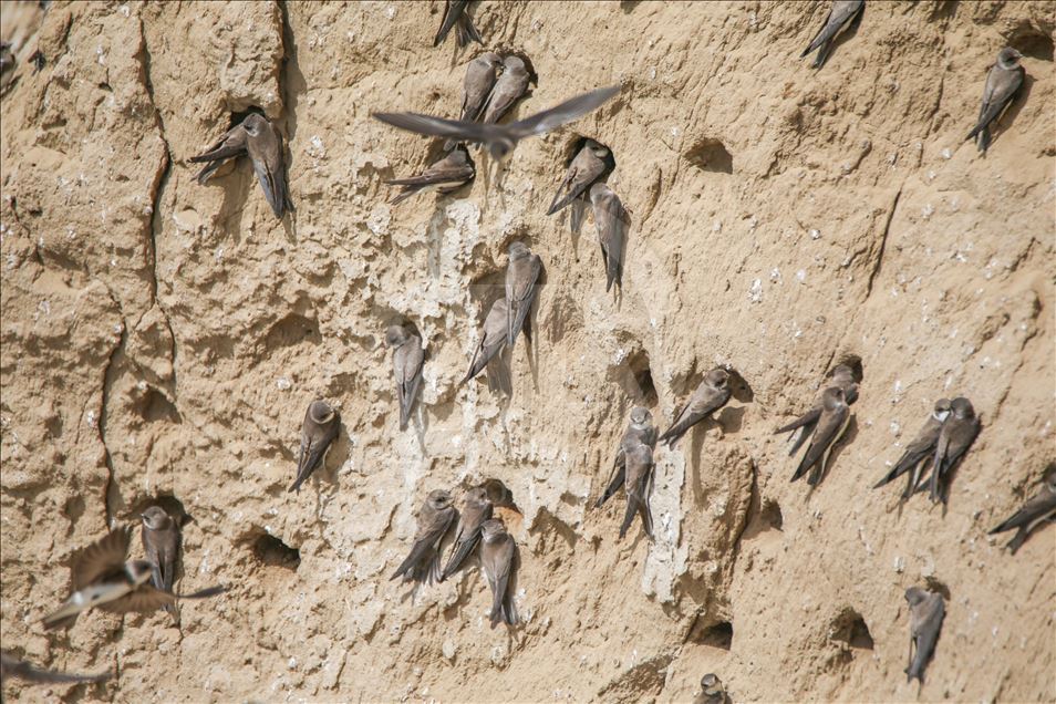 Van Lake basin hosts the migratory sand martins