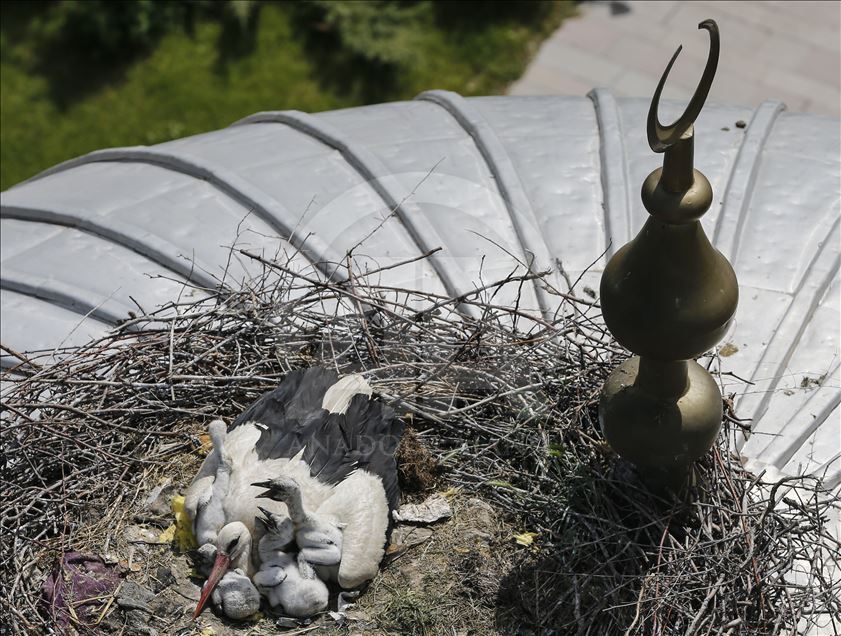 Stork nest on the dome of a mosque in Ankara
