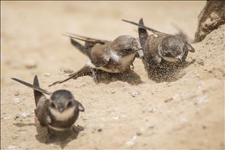 Les dunes de sable deviennent des nids pour les passereaux
