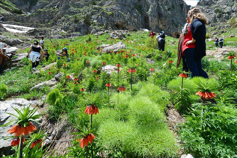 «Перевернутые тюльпаны» в Турции завораживают туристов 

