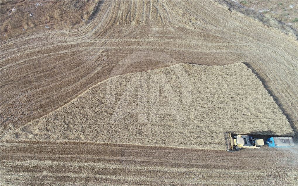 Barley harvest in Turkey's Sanliurfa