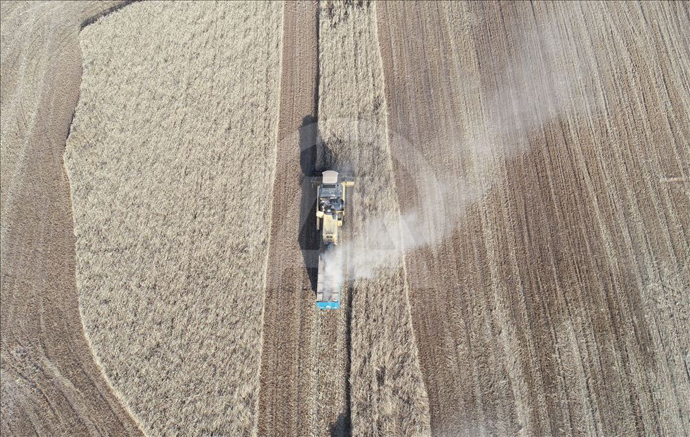 Barley harvest in Turkey's Sanliurfa