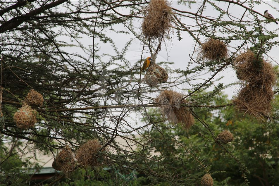 Foletë e zogjve në pemë një mrekulli e natyrës

