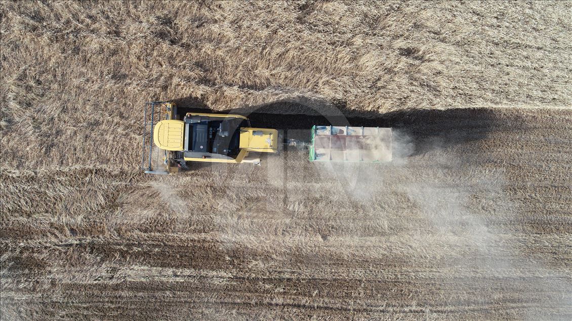 Barley harvest in Turkey's Sanliurfa