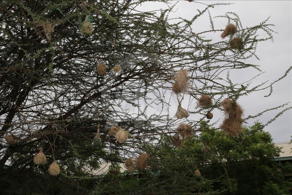 Foletë e zogjve në pemë një mrekulli e natyrës
