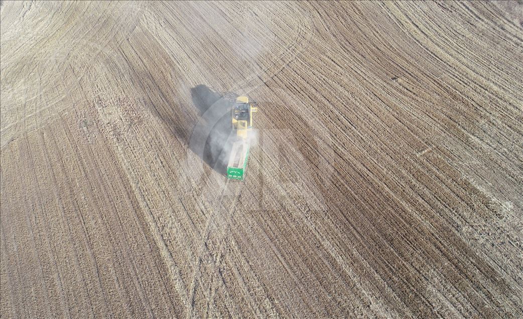 Barley harvest in Turkey's Sanliurfa