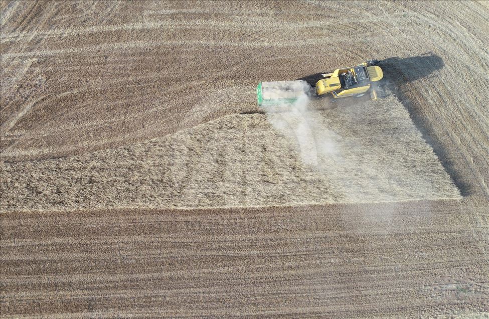 Barley harvest in Turkey's Sanliurfa