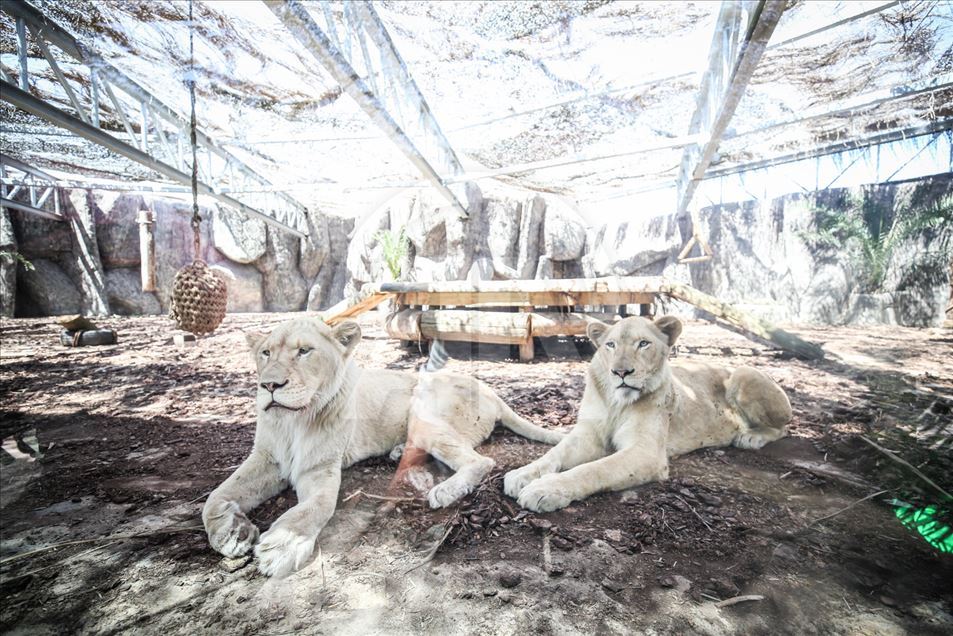 Los primeros leones blancos de Turquía en el Aslan Park de Estambul