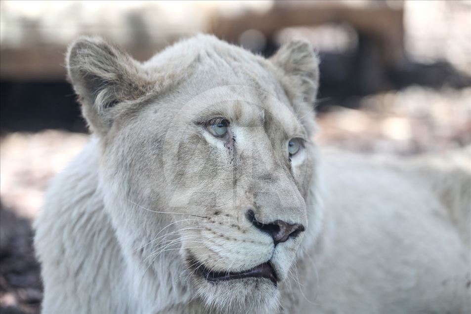 Los primeros leones blancos de Turquía en el Aslan Park de Estambul
