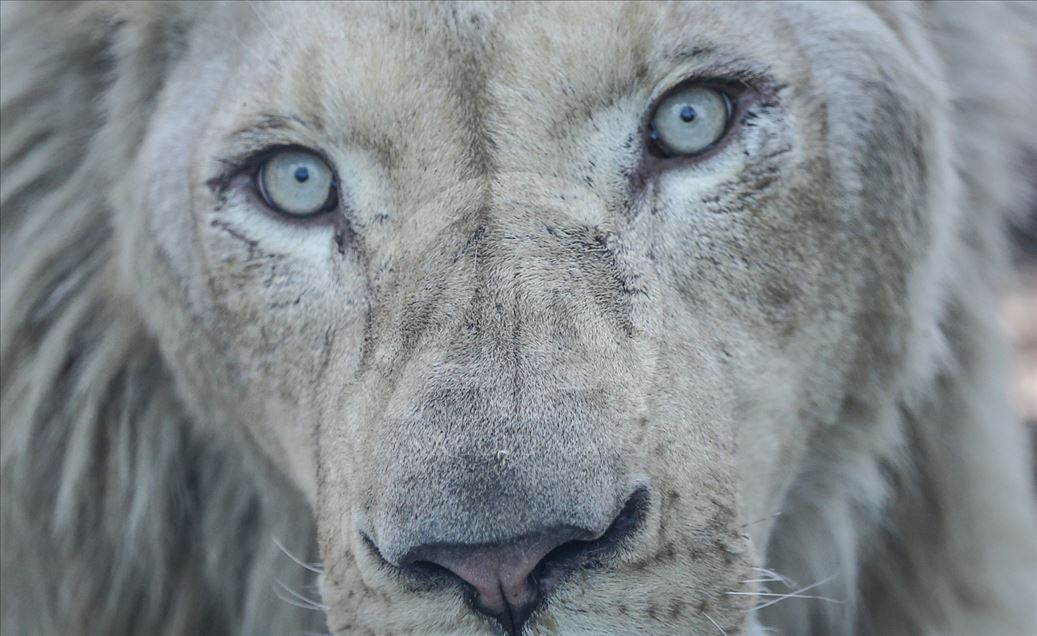 Los primeros leones blancos de Turquía en el Aslan Park de Estambul
