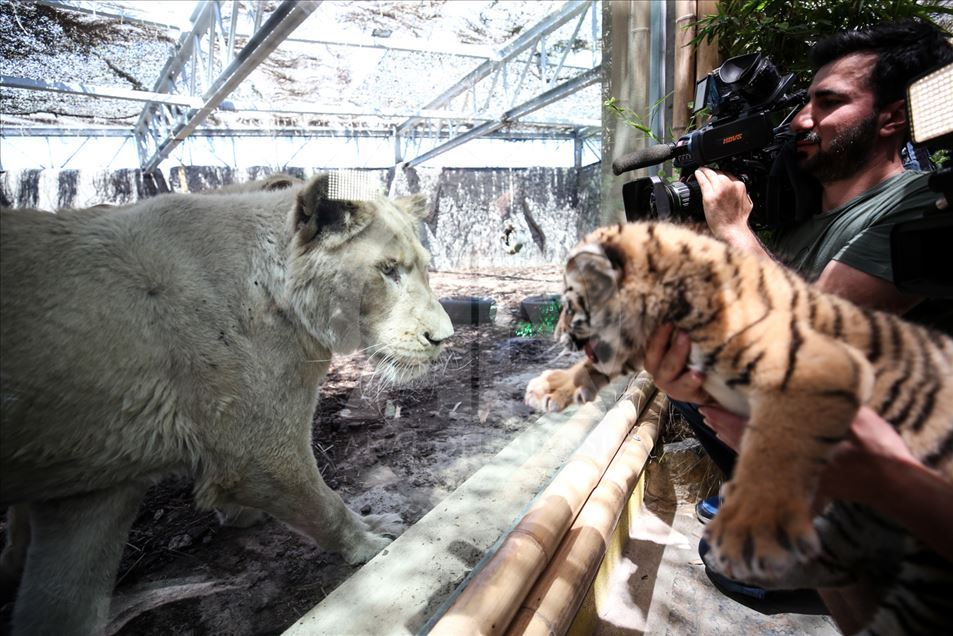 Los primeros leones blancos de Turquía en el Aslan Park de Estambul