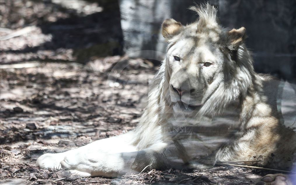 Los primeros leones blancos de Turquía en el Aslan Park de Estambul