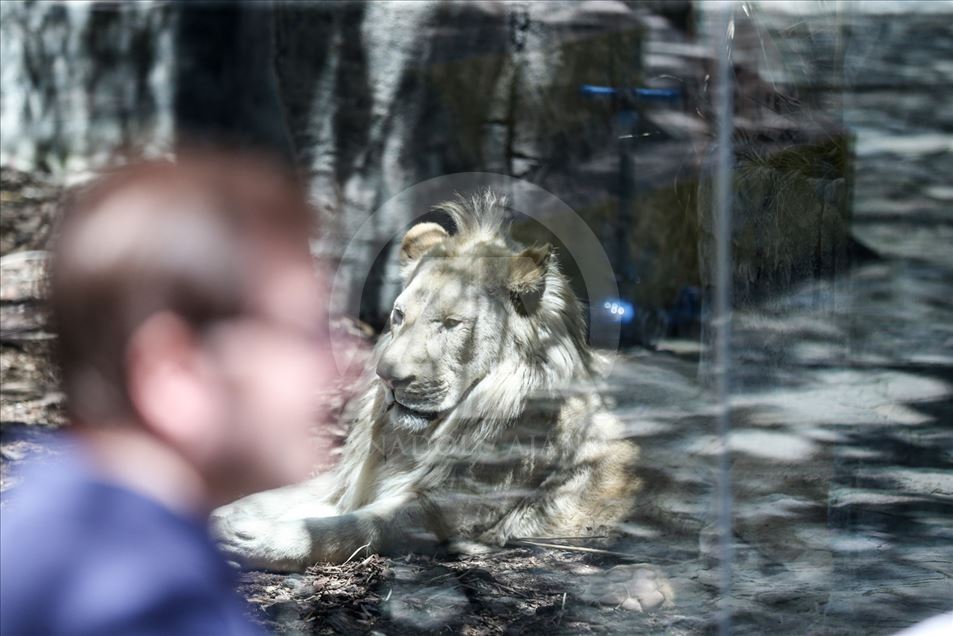 Los primeros leones blancos de Turquía en el Aslan Park de Estambul