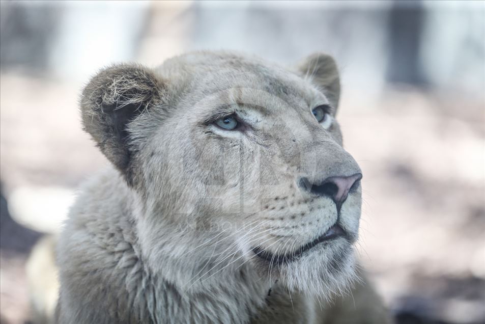 Los primeros leones blancos de Turquía en el Aslan Park de Estambul