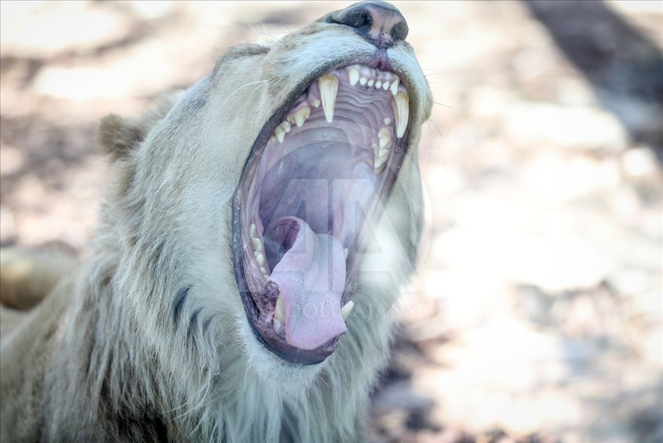 Los primeros leones blancos de Turquía en el Aslan Park de Estambul