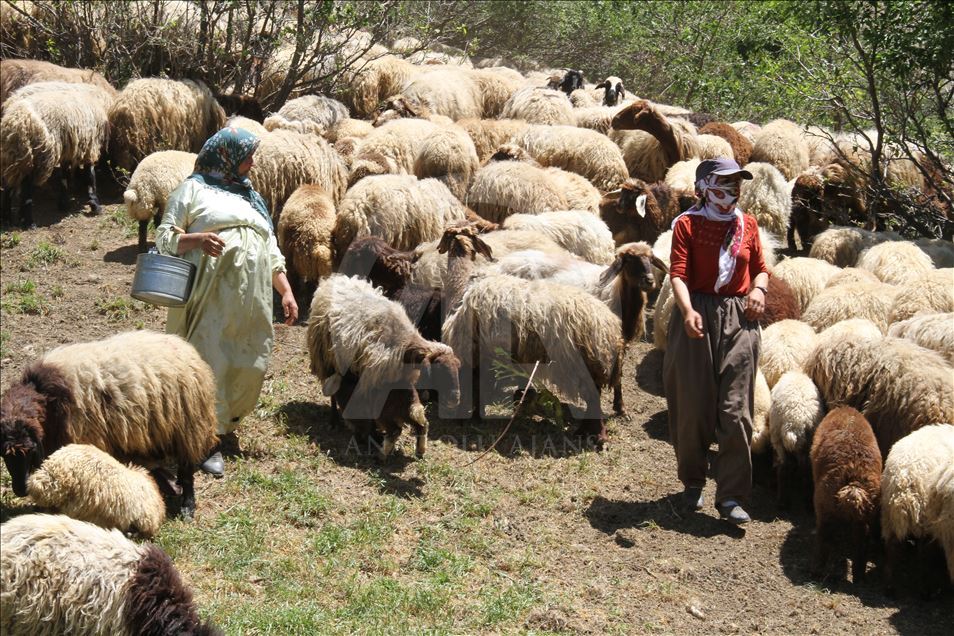 Köyde ev hanımı yaylada berivan
