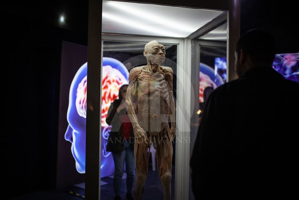 Bodies, una exposición con cuerpos humanos reales