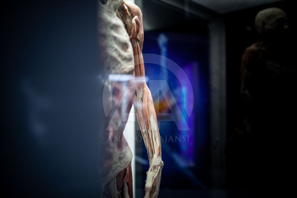 Bodies, una exposición con cuerpos humanos reales