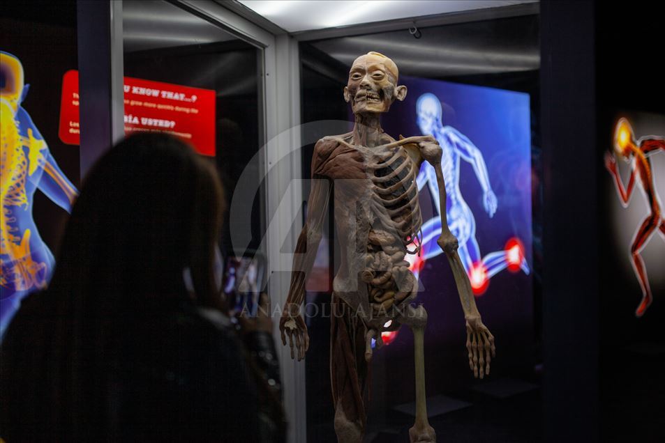 Bodies, una exposición con cuerpos humanos reales