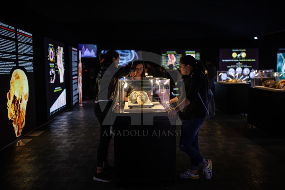 Bodies, una exposición con cuerpos humanos reales