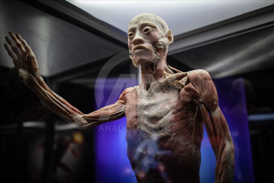 Bodies, una exposición con cuerpos humanos reales