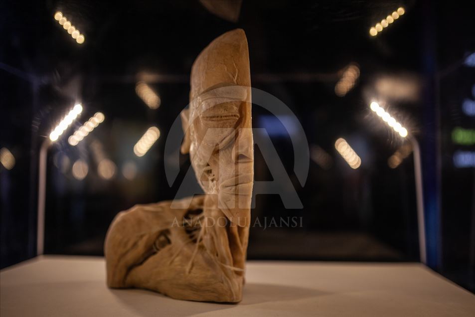 Bodies, una exposición con cuerpos humanos reales