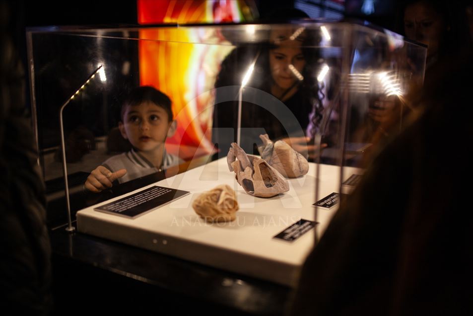 Bodies, una exposición con cuerpos humanos reales