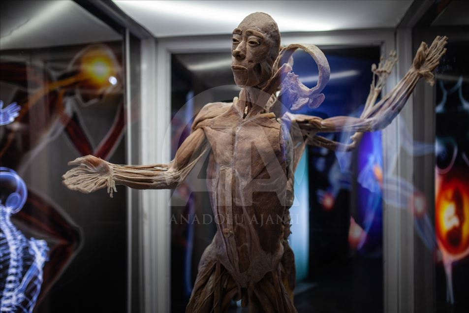 Bodies, una exposición con cuerpos humanos reales