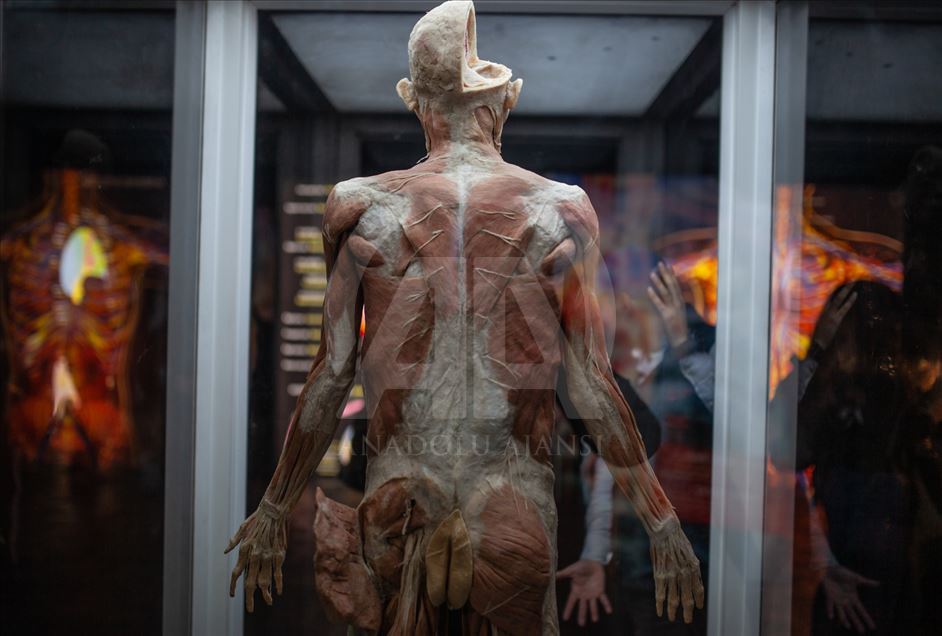 Bodies, una exposición con cuerpos humanos reales