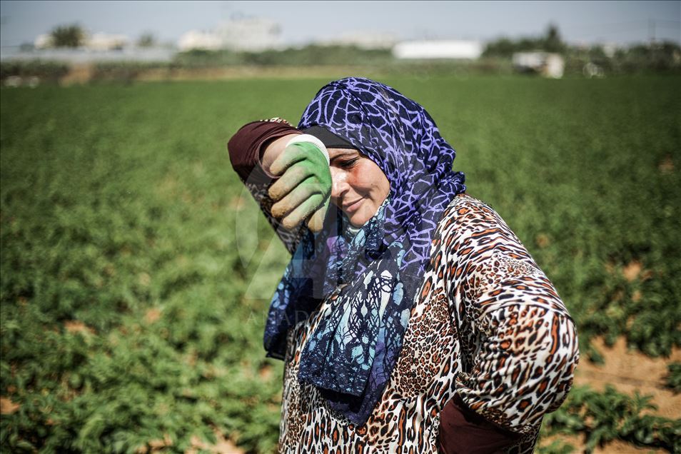 Gazzeli kadınlar İsrail sınırında patates yetiştiriyor
