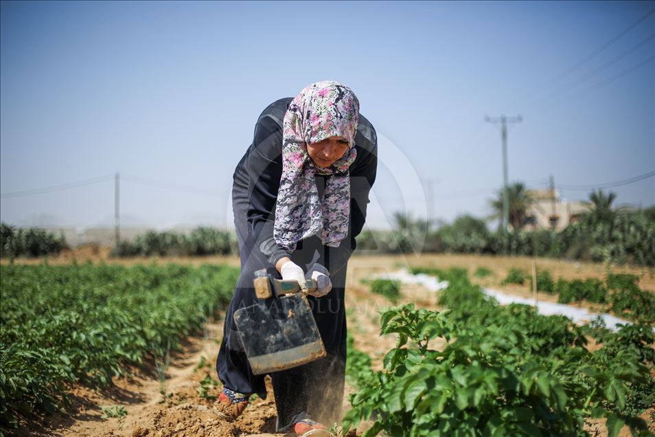 Gazzeli kadınlar İsrail sınırında patates yetiştiriyor
