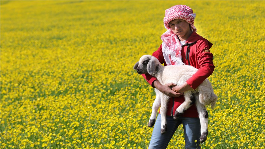 Yayla köylerinde yaz güzelliği